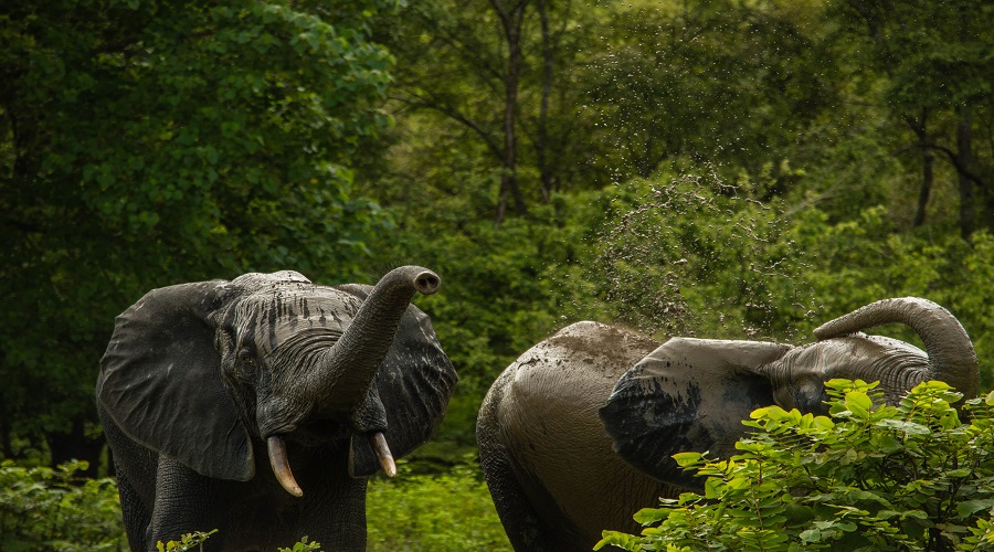6-Day Group Joining Safari from Karatu